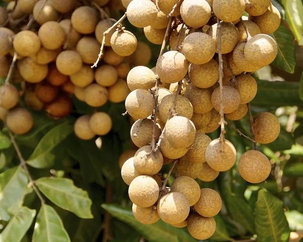 Γλυκό longan φρούτων — Φωτογραφία Αρχείου