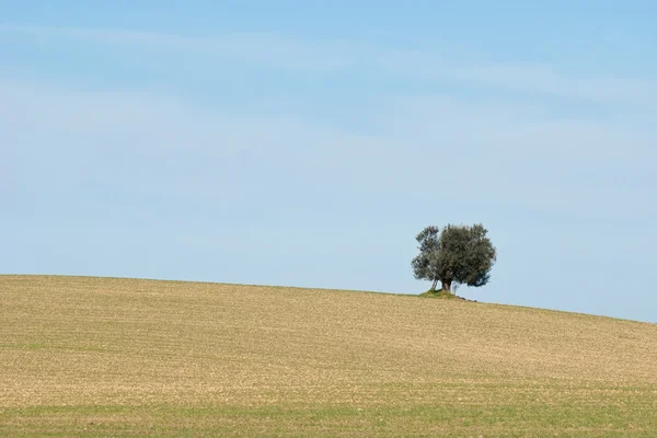 Az Olive Tree — Stock Fotó