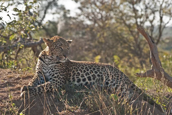 Leopard — Stockfoto