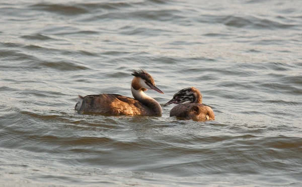 Большая Крещеная Гребень (Podiceps cristatus) — стоковое фото