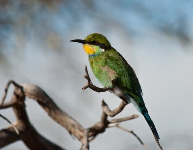 swallowtailed arı kuşugiller