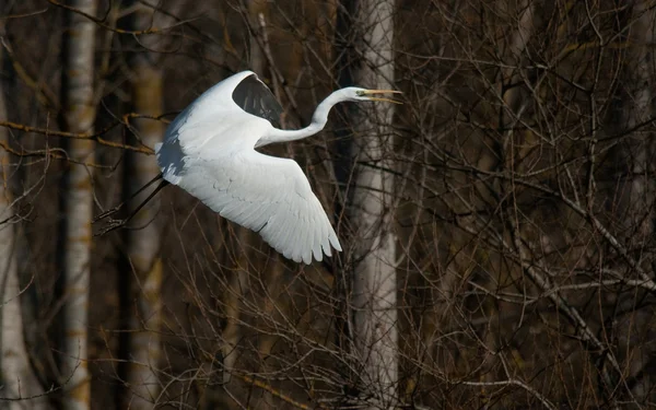 Heron in fly — Stock Photo, Image