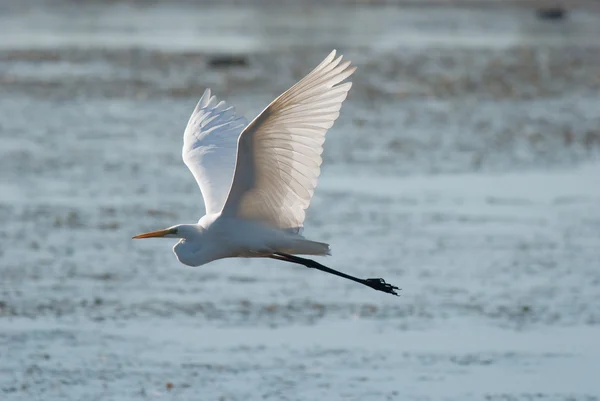 Heron in fly — Stock Photo, Image