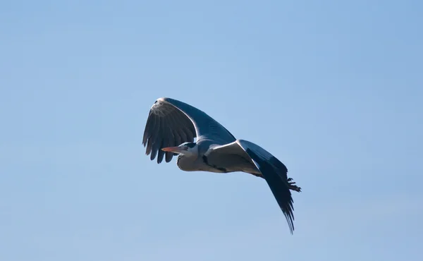 Heron in fly — Stock Photo, Image