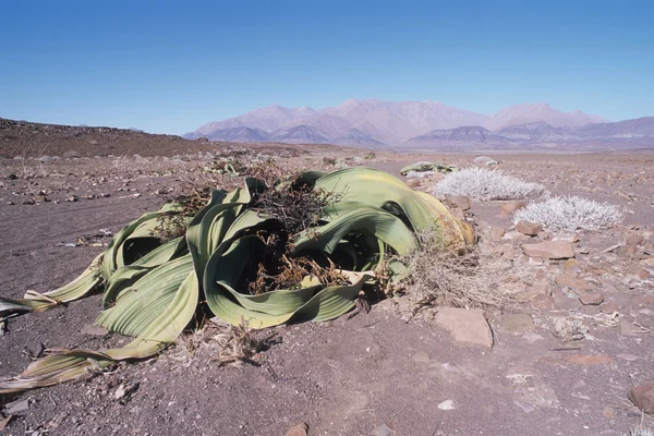 Welwitschia mirabilis — Stockfoto