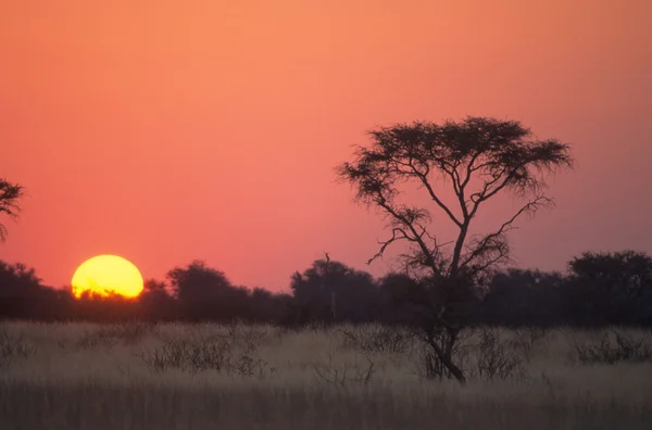 Sonnenuntergang in der Kalahari Stockbild