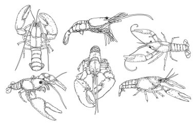 El çizimi deniz ürünleri seti. Karidesler, karidesler, vektör çizimleri koleksiyonu.