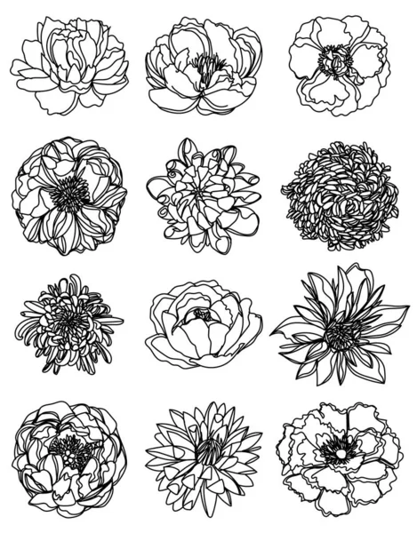 Conjunto Flores Bosquejo Mano Dibujo Blanco Negro — Vector de stock