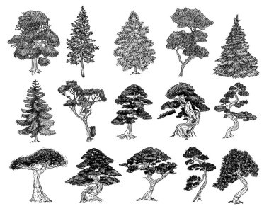 Ağaçlar farklı türde topluluğu. Beyaz arka plan üzerinde izole vektör çizim.