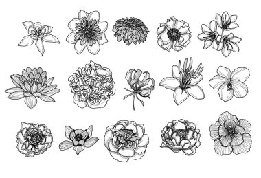 Çiçek el çizimi ve çizim siyah beyaz