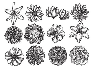 Çiçek el çizimi ve çizim siyah beyaz