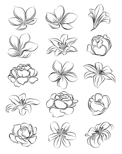 Flores Dibujo Mano Boceto Blanco Negro — Vector de stock