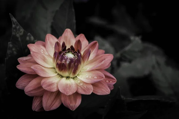 黒花のデザインの花 — ストック写真