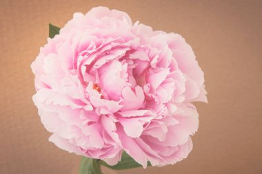 Çiçek tasarımı siyah Vintage renk filtreleriyle yapılmış güzel çiçekler