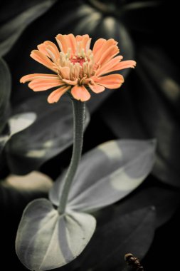 Siyah çiçek tasarımı üzerine çiçek