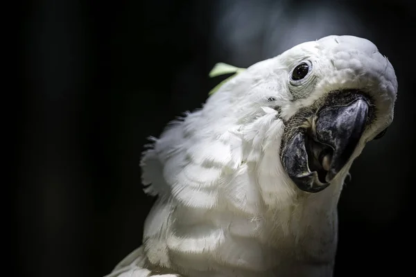 Biały Ptak Papuga Kakadu Głowy Portret Profil — Zdjęcie stockowe