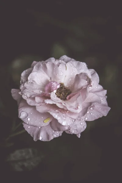 Ρετρό Λουλούδια Vintage Λουλούδια Φόντο — Φωτογραφία Αρχείου