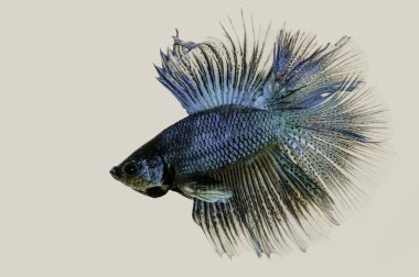 Savaşan siyam balıkları Tayland 'a bahse girerler. Çok güzel bir balık kuyruğu..