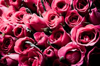 Çiçek tasarımı siyah Vintage renk filtreleriyle yapılmış güzel çiçekler