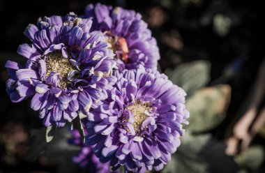 Siyah çiçek tasarımı üzerine çiçek