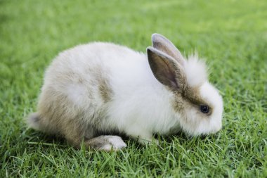 Pamuk kuyruklu tavşan bahçede ot yiyor.
