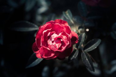 Gül çiçekleri doğal koyu tonların dizaynında.