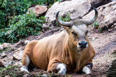 Ormanda büyük bizonlar, otlaklarda bizonlar, vahşi bizonlar, seçici bir odak noktası ve yeşil doğa arka planıyla yaklaşıyorlar.