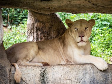Beyaz aslan kayanın üstünde, yakın plan.