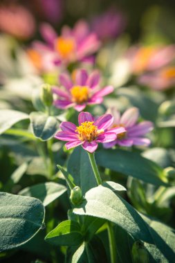 Çiçekler doğal koyu tonların dizaynında.