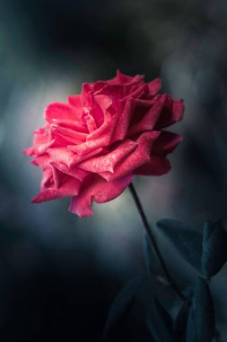 Gül çiçekleri doğal koyu tonların dizaynında.