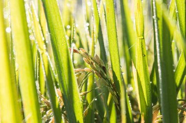 Pirinç tarlasında pirinç artışı