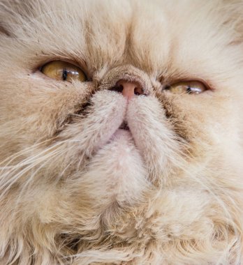 Bir kedi portresini kapat.