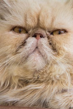 Bir kedi portresini kapat.