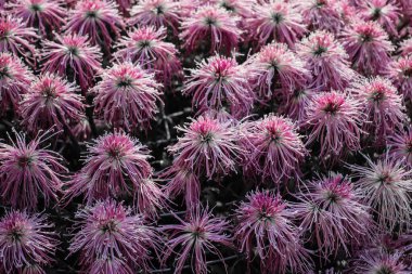 Çiçekler doğal koyu tonların dizaynında.