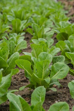 Sebze bahçesinde küçük yeşil salata fideleri