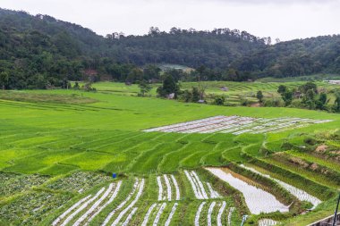 Tayland 'da Paddy Jasmine pirinç çiftliği