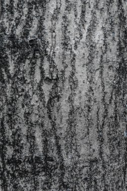 soyut grunge ahşap doku arkaplanı