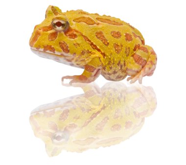 Arjantinli boynuzlu kurbağa üzerinde beyaz izole, ceratophrys ornata,