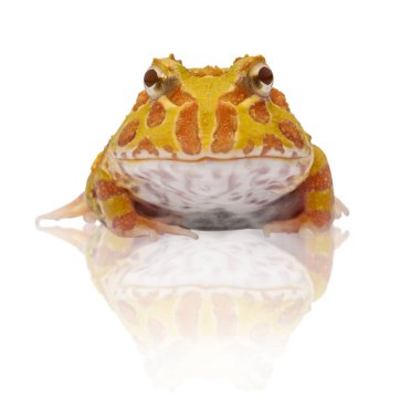 Arjantinli boynuzlu kurbağa üzerinde beyaz izole, ceratophrys ornata,