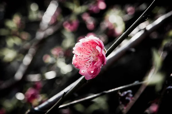 Fleur Sur Motif Fleur Noire — Photo