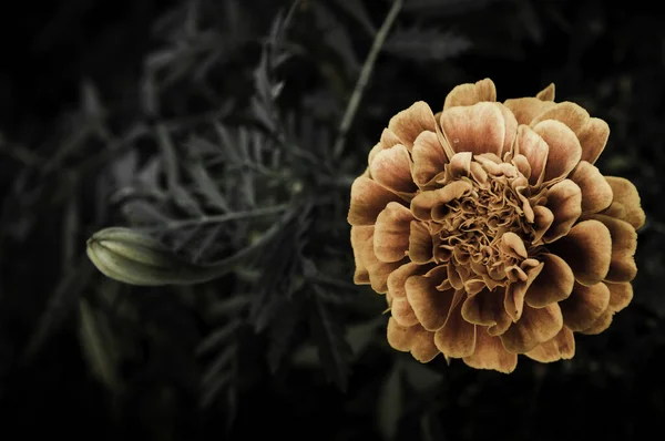 Flor Design Flor Preta — Fotografia de Stock