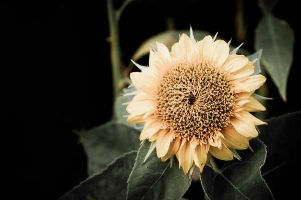 Blume Auf Schwarzem Blumenmuster — Stockfoto