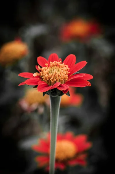 Flower Black Flower Design — Stock Photo, Image