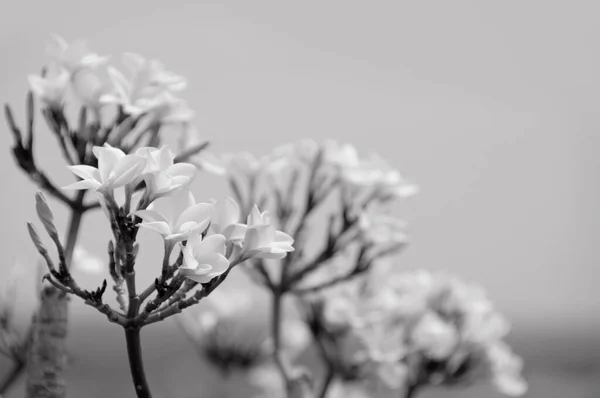 Цветочный Дизайн Черном Винтажные Красивые Цветы Сделанные Цветными Фильтрами — стоковое фото