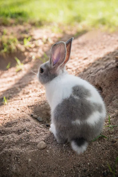 Baumwollkaninchen Frisst Gras Garten — Stockfoto