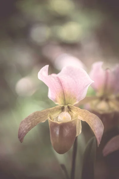 Fioritura Del Fiore Del Orchid Con Fuoco Molle — Foto Stock