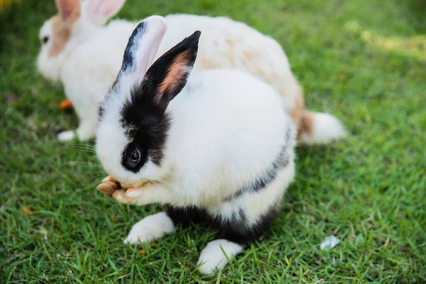 Baumwollkaninchen Frisst Gras Garten — Stockfoto