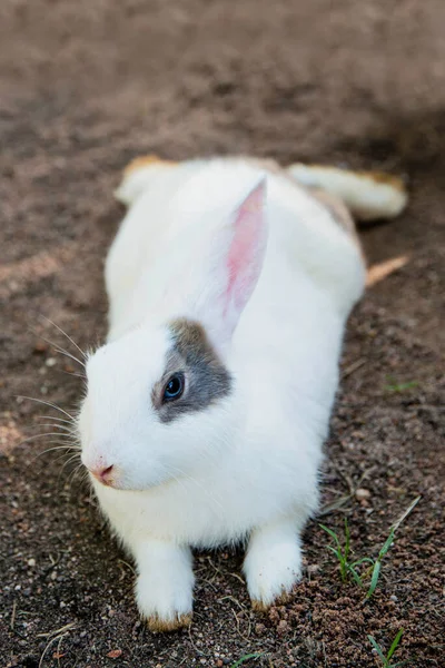 Królik Cottontail Jedzący Trawę Ogrodzie — Zdjęcie stockowe