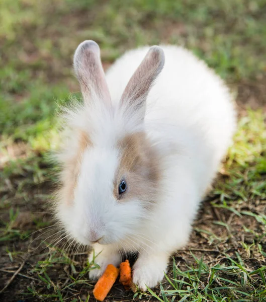 Baumwollkaninchen Frisst Gras Garten — Stockfoto