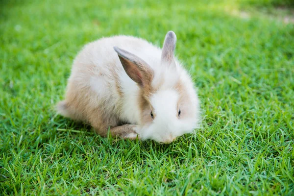 Lapin Lapin Coton Mangeant Herbe Dans Jardin — Photo